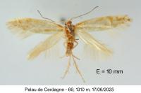 Argyresthia abdominalis