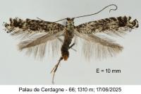 Parornix atripalpella