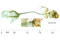 Parornix atripalpella
