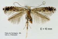 Parornix torquillella