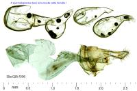 Parornix torquillella