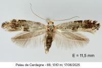 Argyresthia spinosella
