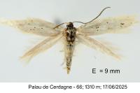 Elachista berndtiella