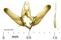 Elachista berndtiella