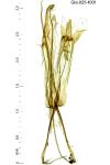 Recurvaria thomeriella