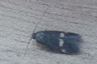Borkhausenia minutella