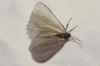 Rebelia plumella surientella