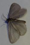 Rebelia plumella surientella