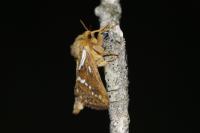 Korscheltellus lupulinus