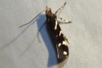 Eteobalea albiapicella