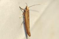Zelleria hepariella