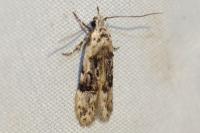 Altenia scriptella