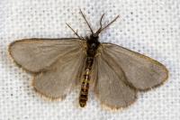 Rebelia plumella surientella