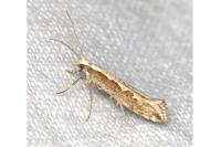 Plutella xylostella