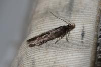 Mirificarma lentiginosella