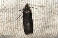 Mirificarma lentiginosella