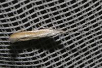 Coleophora vicinella