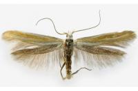 Coleophora vicinella
