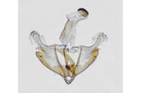 Coleophora vicinella