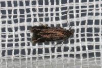 Aproaerema anthyllidella