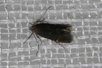 Aproaerema anthyllidella