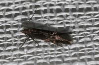 Aproaerema anthyllidella
