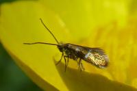 Micropterix aruncella