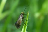 Micropterix calthella