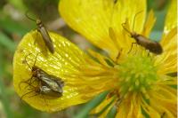 Micropterix calthella