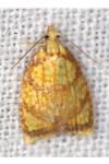 Acleris bergmanniana