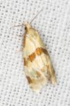 Aethes cnicana/rubigana