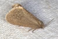 Bijugis bombycella