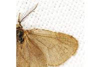 Bijugis bombycella