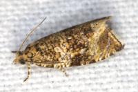 Celypha lacunana