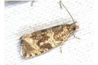 Celypha lacunana