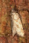 Cnephasia