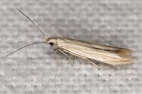 Coleophora