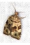 Dichelia histrionana