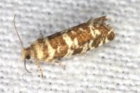 Epinotia tedella