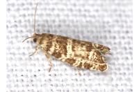 Epinotia tedella