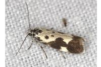 Ethmia quadrillella