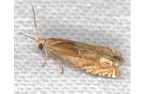 Eucosma