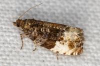 Hedya pruniana