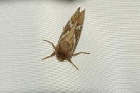 Korscheltellus lupulinus