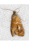 Olethreutes arcuella