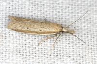 Pleurota bicostella