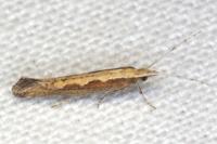 Plutella xylostella