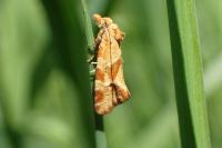 Aethes hartmanniana