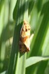 Aethes hartmanniana