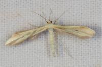 Adaina microdactyla/Hellinsia  carphodactyla